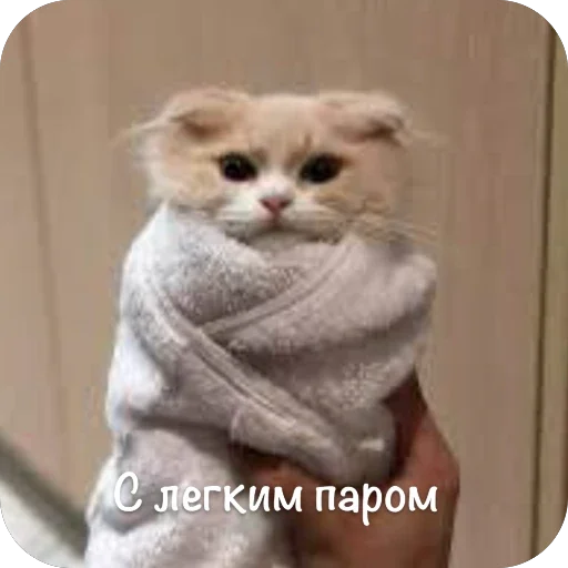 🫥 Стикер «This is my» для Telegram