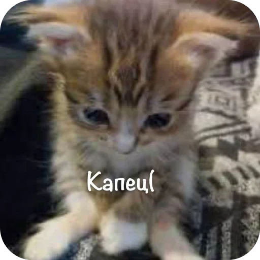 🫥 Стикер «This is my» для Telegram