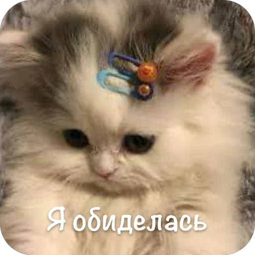 🫥 Стикер «This is my» для Telegram