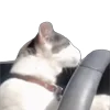 🚙 Эмодзи «Tiktok Memes» для Telegram