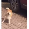 🤩 Эмодзи «Tiktok Memes» для Telegram