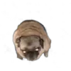 🐕 Эмодзи «Tiktok Memes» для Telegram