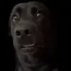 👀 Эмодзи «Tiktok Memes» для Telegram