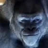 🦍 Эмодзи «Tiktok Memes» для Telegram
