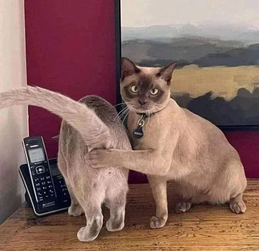 👋 Стикер «kolelas cats» для Telegram