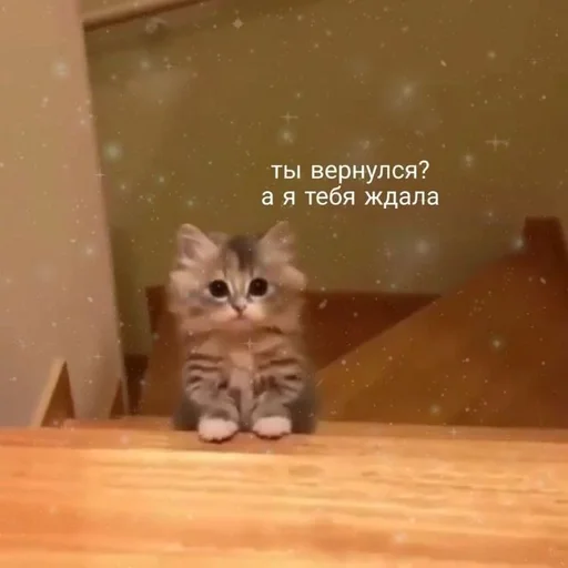 🐱 Стикер «kolelas cats» для Telegram