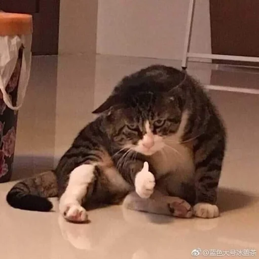 🐱 Стикер «kolelas cats» для Telegram