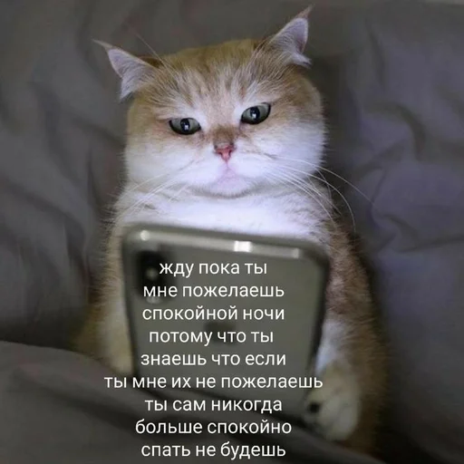 🐱 Стикер «kolelas cats» для Telegram