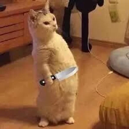 🐱 Стикер «kolelas cats» для Telegram