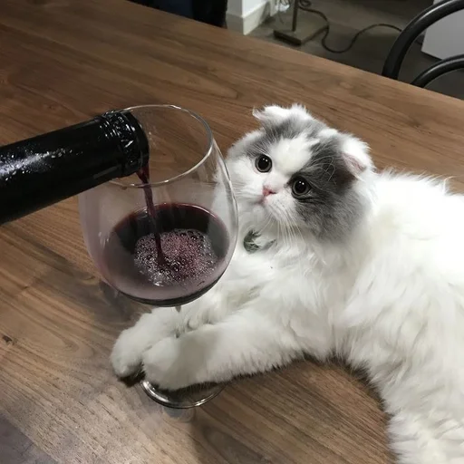🐱 Стикер «kolelas cats» для Telegram