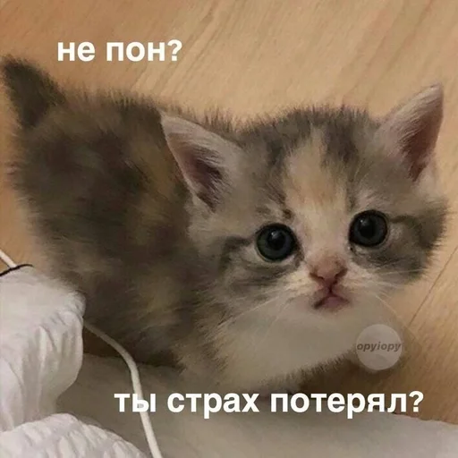 🐱 Стикер «kolelas cats» для Telegram