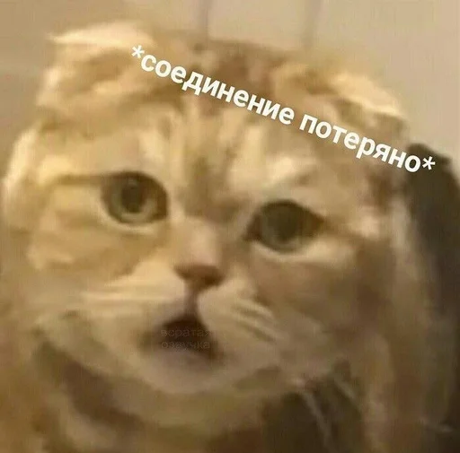 🐱 Стикер «kolelas cats» для Telegram