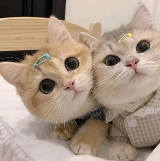 🌟 Стикер «kolelas cats» для Telegram