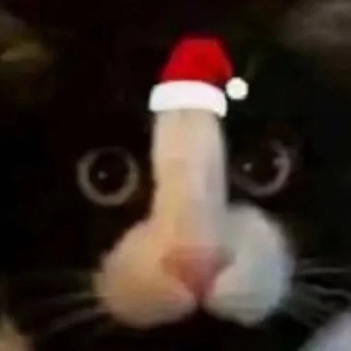 🐱 Стикер «kolelas cats» для Telegram