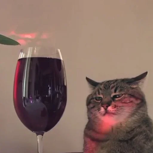 🐱 Стикер «kolelas cats» для Telegram