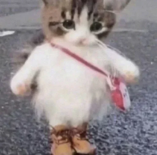 👧 Стикер «kolelas cats» для Telegram