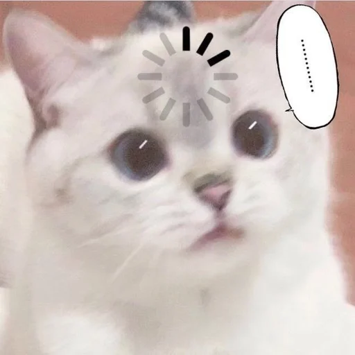 🐱 Стикер «kolelas cats» для Telegram