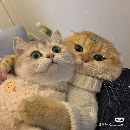 💜 Стикер «kolelas cats» для Telegram