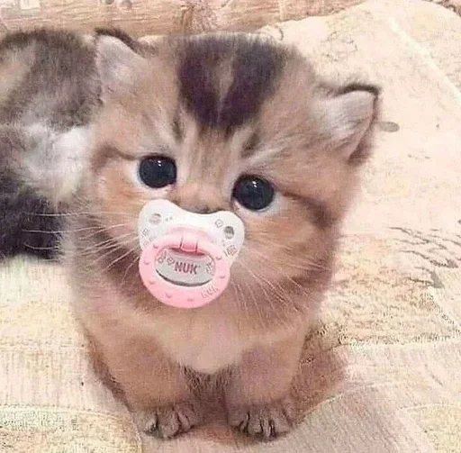 🥺 Стикер «kolelas cats» для Telegram
