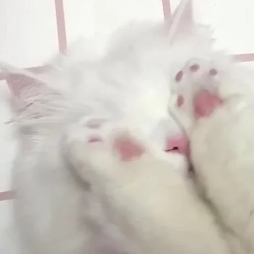 🌟 Стикер «kolelas cats» для Telegram