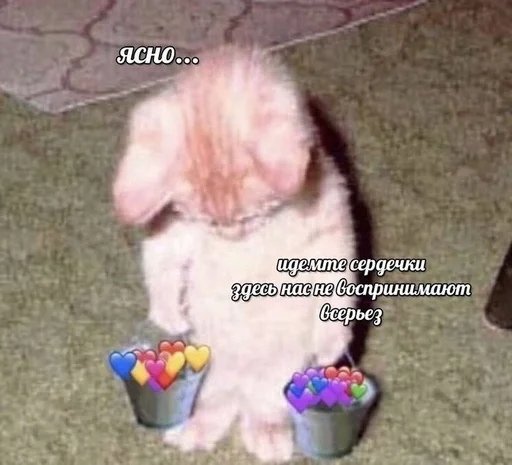 🐱 Стикер «kolelas cats» для Telegram