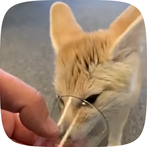 🌟 Стикер «fennec fox» для Telegram