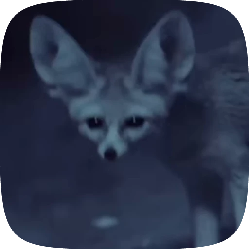 🌟 Стикер «fennec fox» для Telegram