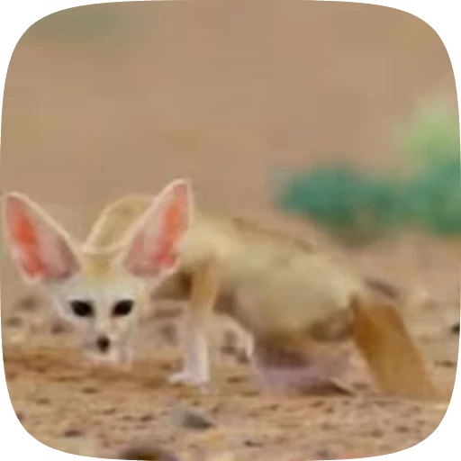 🌟 Стикер «fennec fox» для Telegram