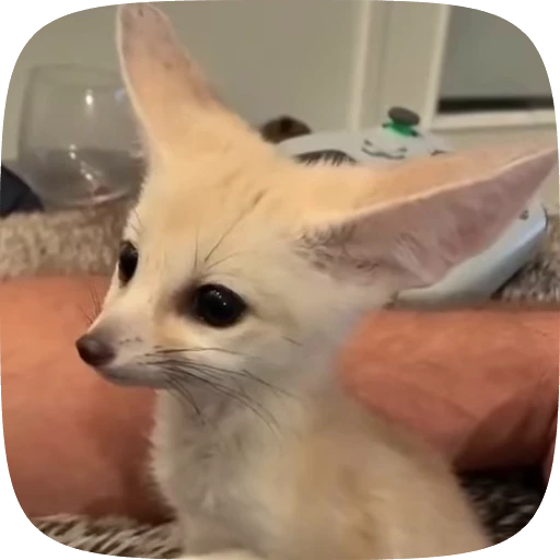 🌟 Стикер «fennec fox» для Telegram