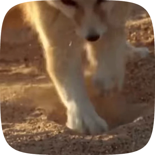 🌟 Стикер «fennec fox» для Telegram