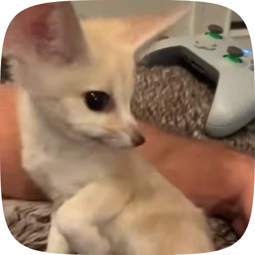🌟 Стикер «fennec fox» для Telegram