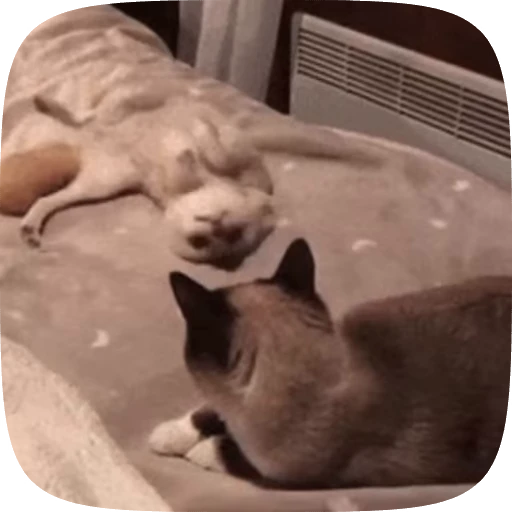 🌟 Стикер «fennec fox» для Telegram