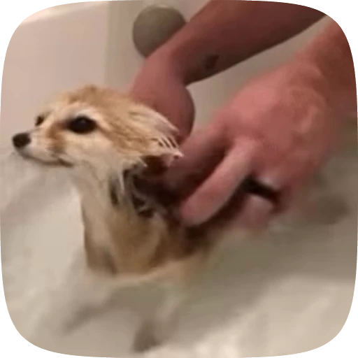 🌟 Стикер «fennec fox» для Telegram