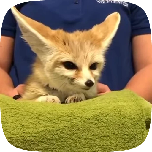 🌟 Стикер «fennec fox» для Telegram