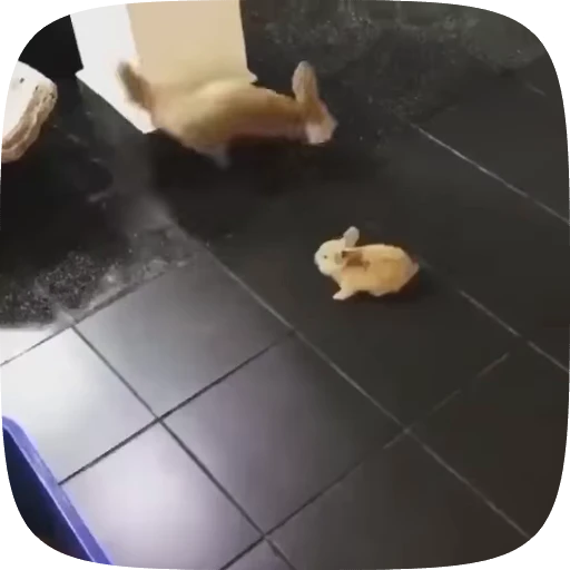 🌟 Стикер «fennec fox» для Telegram