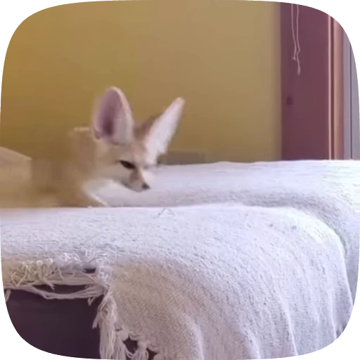 🌟 Стикер «fennec fox» для Telegram