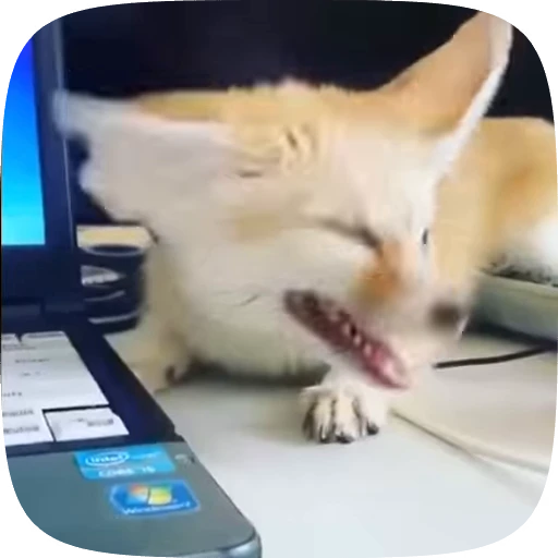 🌟 Стикер «fennec fox» для Telegram