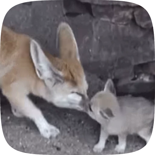 🌟 Стикер «fennec fox» для Telegram