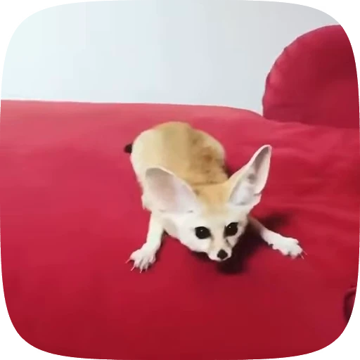 🌟 Стикер «fennec fox» для Telegram