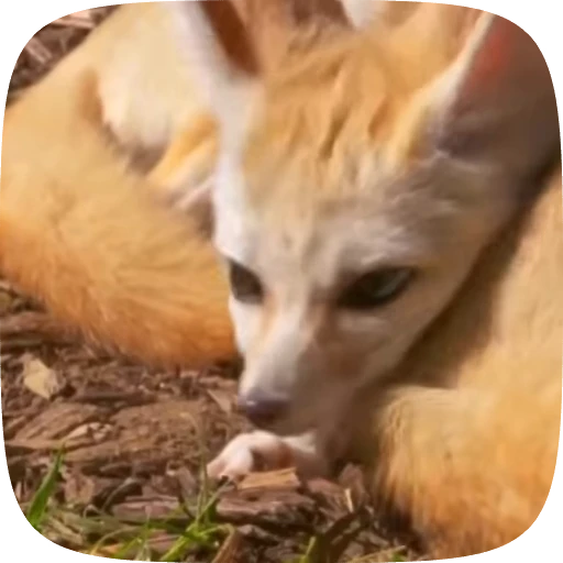 🌟 Стикер «fennec fox» для Telegram