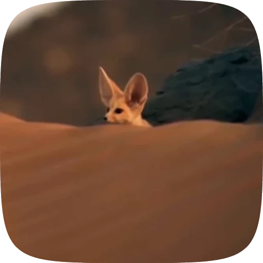 Стикерпак fennec fox для Telegram