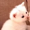 🌟 Эмодзи «парные статусы» для Telegram