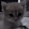 🌟 Эмодзи «парные статусы» для Telegram