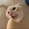 🌟 Эмодзи «парные статусы» для Telegram