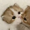 🌟 Эмодзи «парные статусы» для Telegram