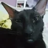 🌟 Эмодзи «парные статусы» для Telegram
