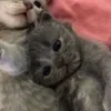 🌟 Эмодзи «парные статусы» для Telegram