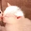 🌟 Эмодзи «парные статусы» для Telegram