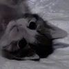 🌟 Эмодзи «парные статусы» для Telegram