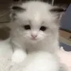 🌟 Эмодзи «парные статусы» для Telegram